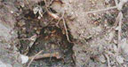 daksa